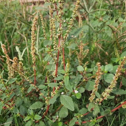 Spiny Amaranth red steam