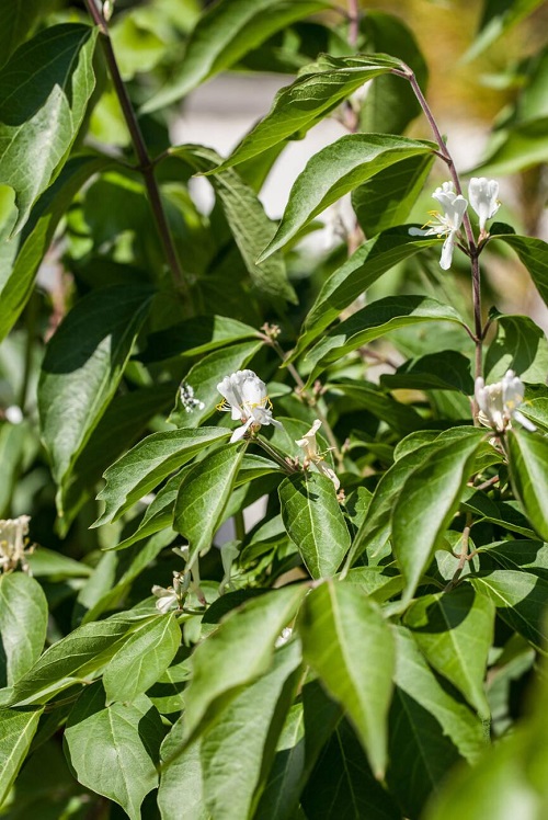 amur honeysuckle with red steams