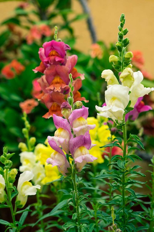 snapdragon strength flower