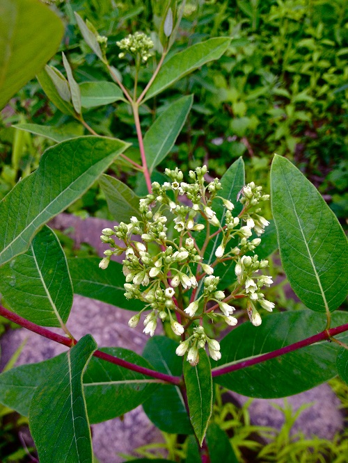 Hemp Dogbane weeds with red steam