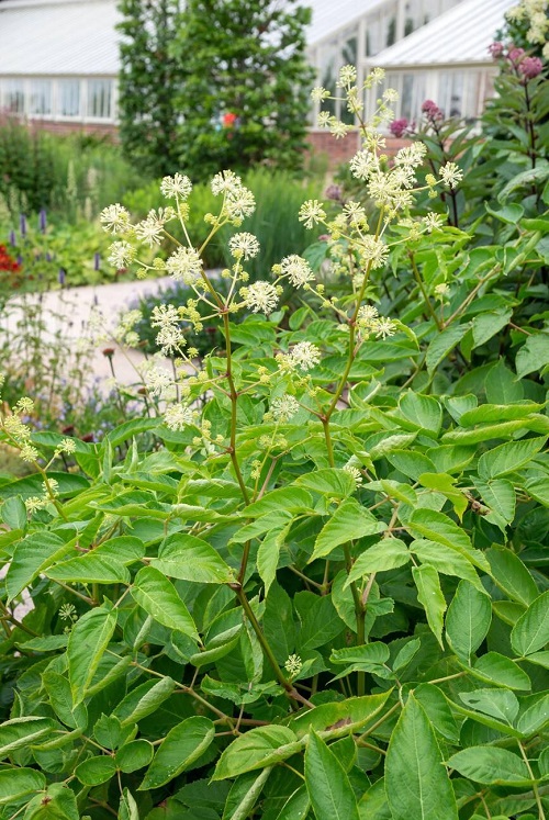 aralia flower with negative meaning