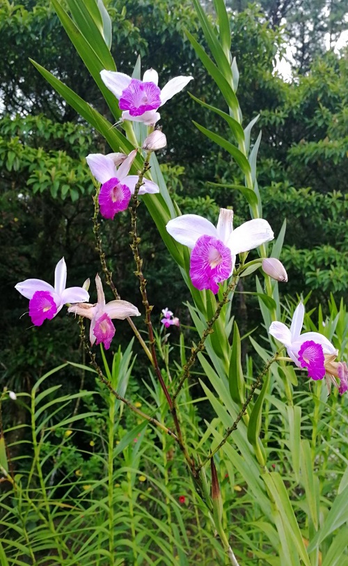 bamboo flower for strength