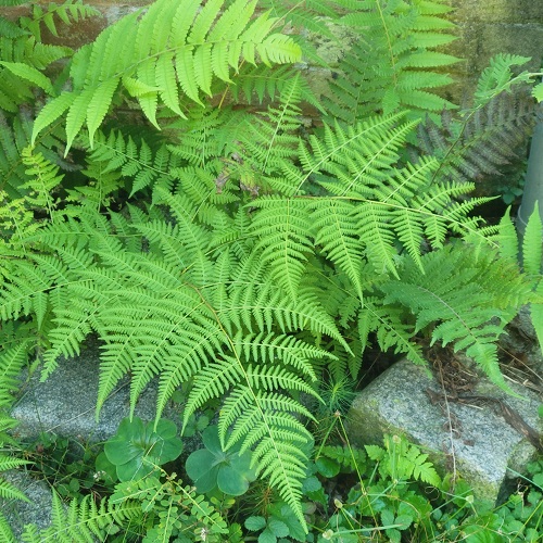 Full Sun Ferns 4