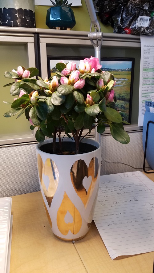 Beautiful Azalea flower plant on Table 5