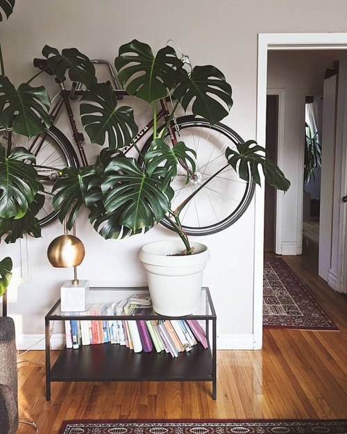 Monstera Trellis on hanging Bicycle near wall