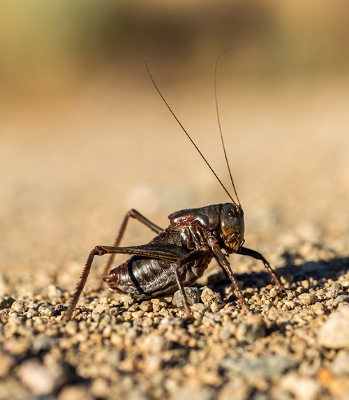 Black Crickets 3