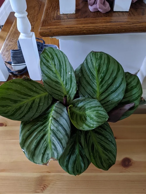 Calathea Fucata plant on stairs