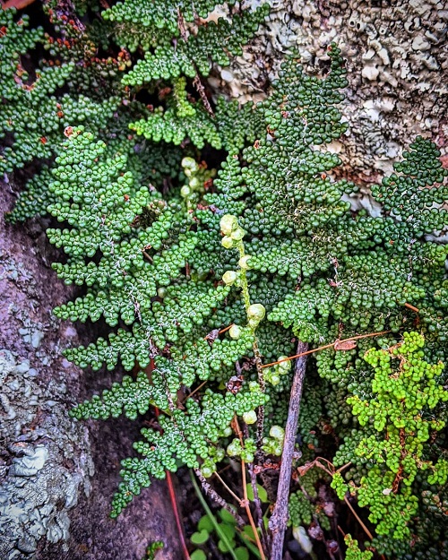 Lip drought fern