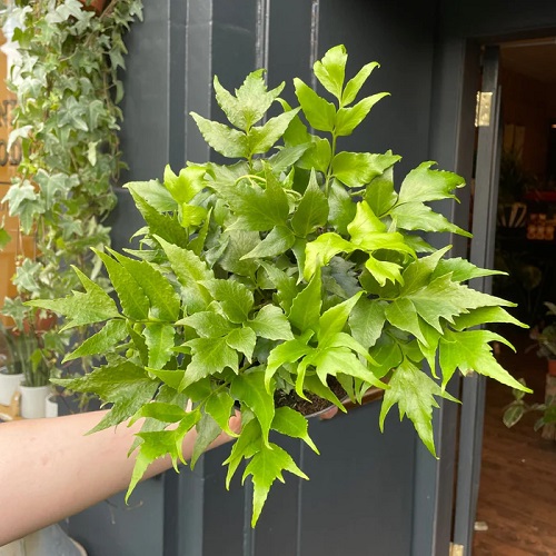 Full Sun Fern Varieties 2