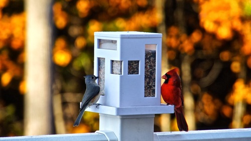 DIY 21 Century Bird Feeder 3