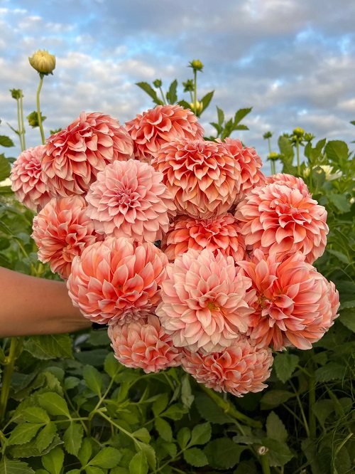 Dahlia Peach Cobbler in peach colour