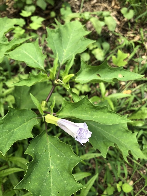 jimsonweed like Lambsquarters 