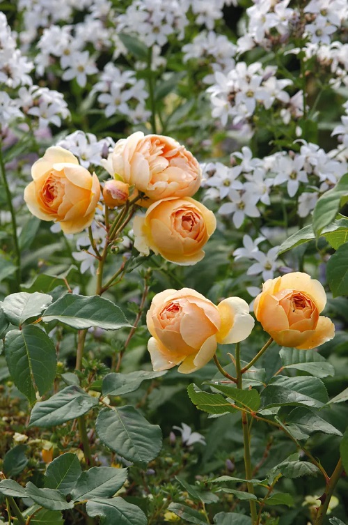 'David Austin Juliet' Rose in peach colour