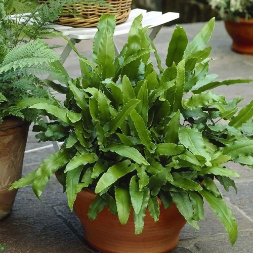 Deer Tongue Fern in pot