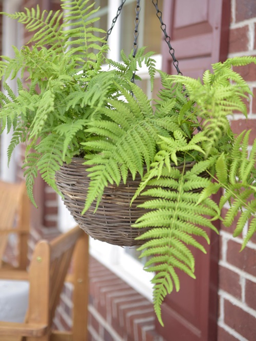 Dennstaedtia Punctilobula fern in hanging basket