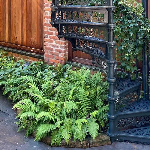 Drought Tolerant Ferns 