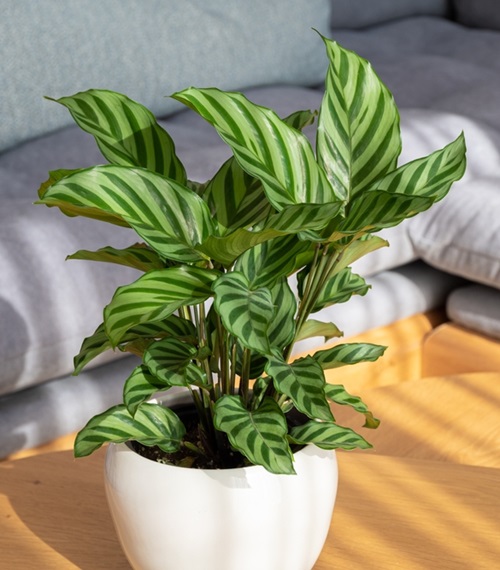 Freddie potted plant on table 