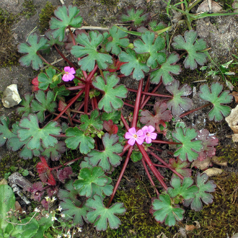 Shiny Geranium with red steam