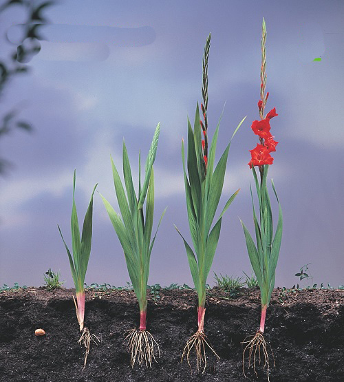 Gladiolus Growing Stages