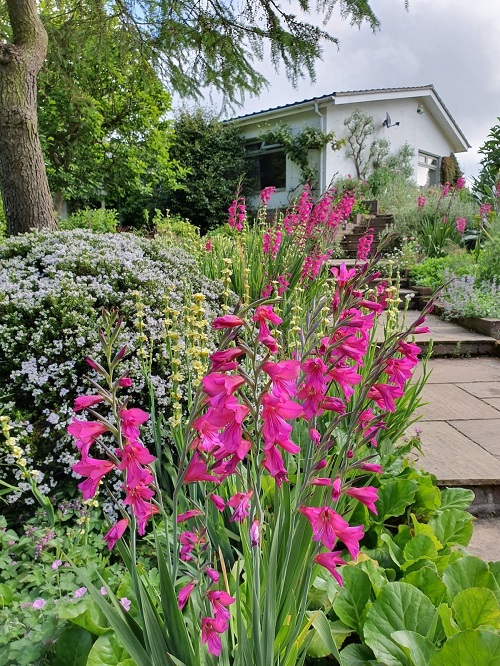 Gladiolus Growing in garden