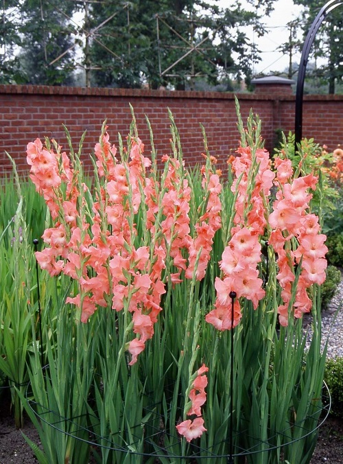 Gladiolus 