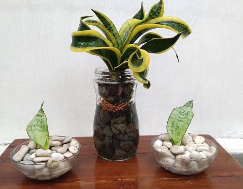 Snake Plants in glass bottle