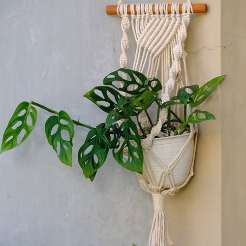 Montera plant on Macramé Hanger