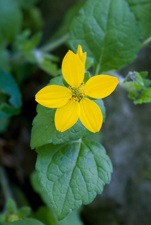 yellow flower goldenstar 