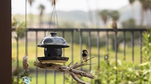 Hanging Bird Feeder 6