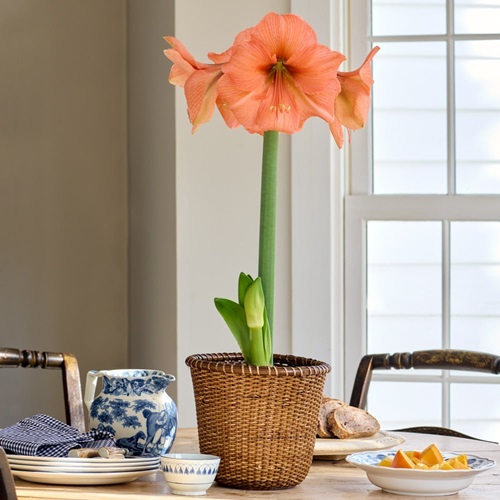 Amaryllis in peach