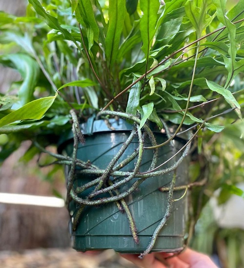 Ferns that Look Like Spider Legs 2