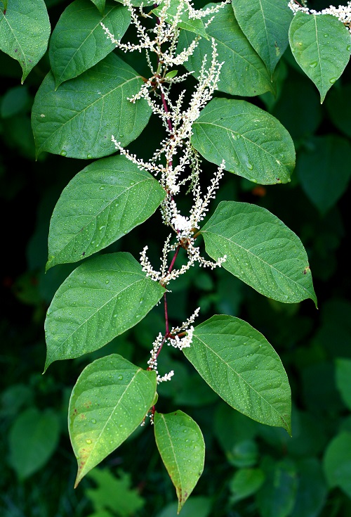 Knotweed Plant with 8 leaf