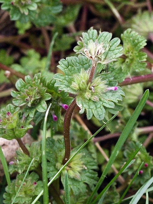 henbits with red steams