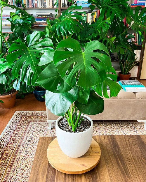 Best Pots For Monstera 2