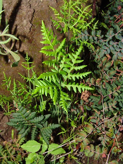 Deerfoot Fern in garden