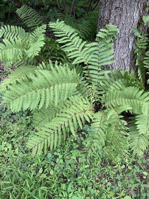 Full Sun Ferns 6