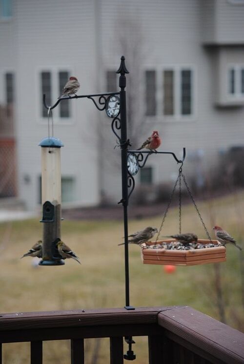 Overhang Bird Feeder 12