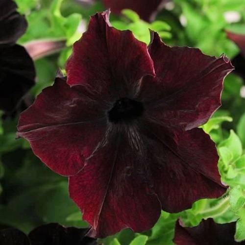 Petunia Black Cherry Flower