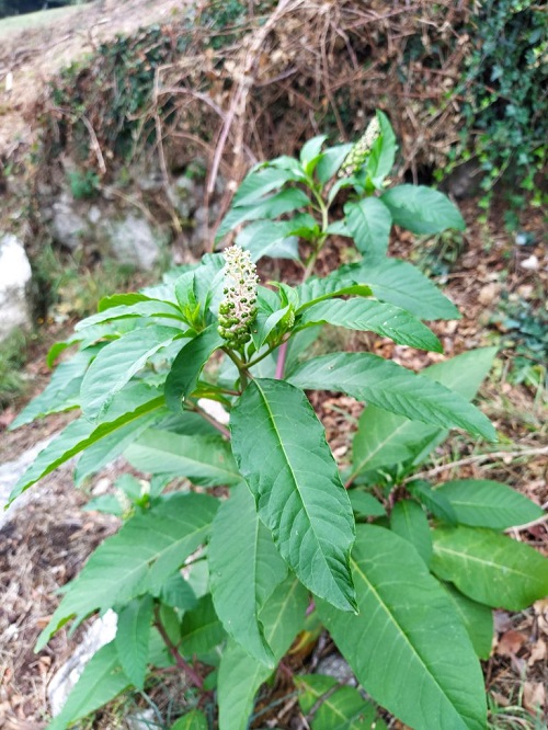 pokeweed likes Lambsquarters