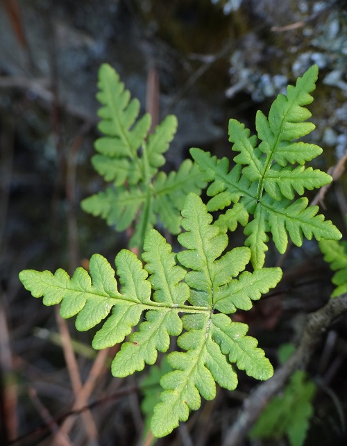 Goldenback Fern 