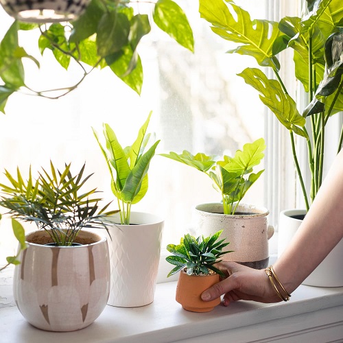 Indoor Gardening Resolutions 7