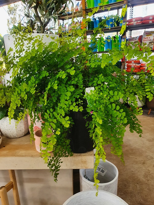 Plants That Look Like Asparagus Fern 6