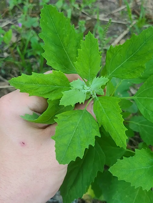 Lambsquarters Look-Alikes 