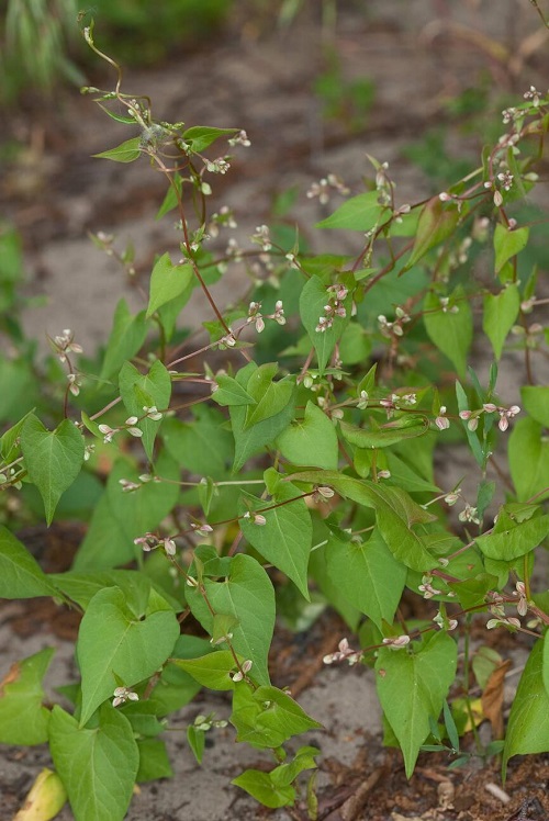 Wild Buckwheat with red vine