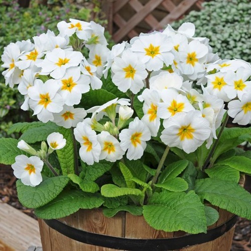 Primula vulgaris Beautiful white flower 3