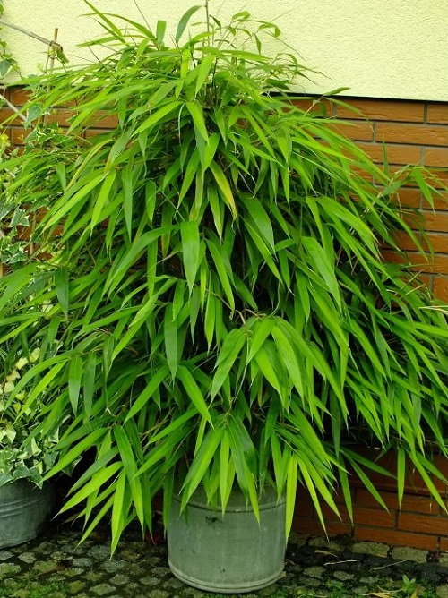 Arrow Bamboo with 8 leaf