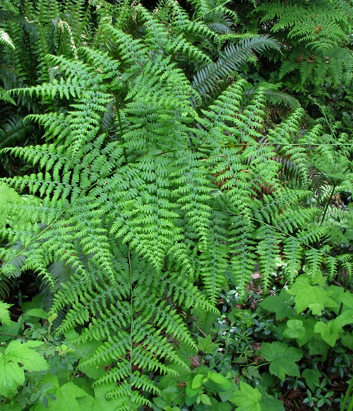 Full Sun Ferns 3