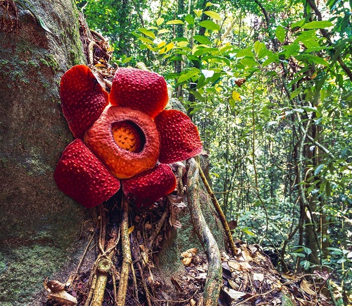 world's tallest flower 4