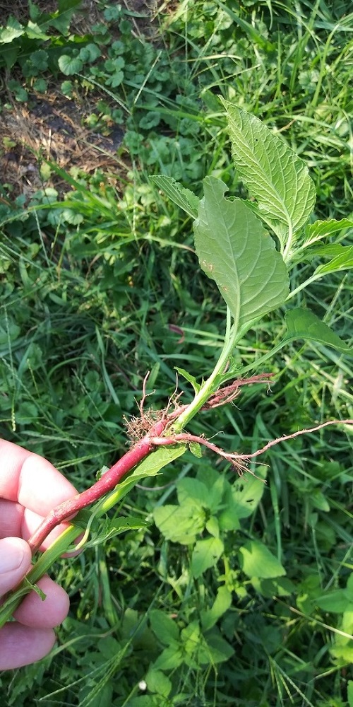 Redroot Pigweed with red steam