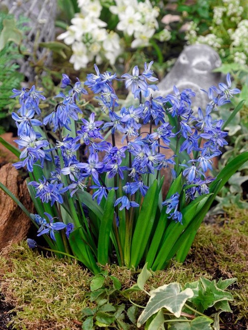 Scilla verna plant 10